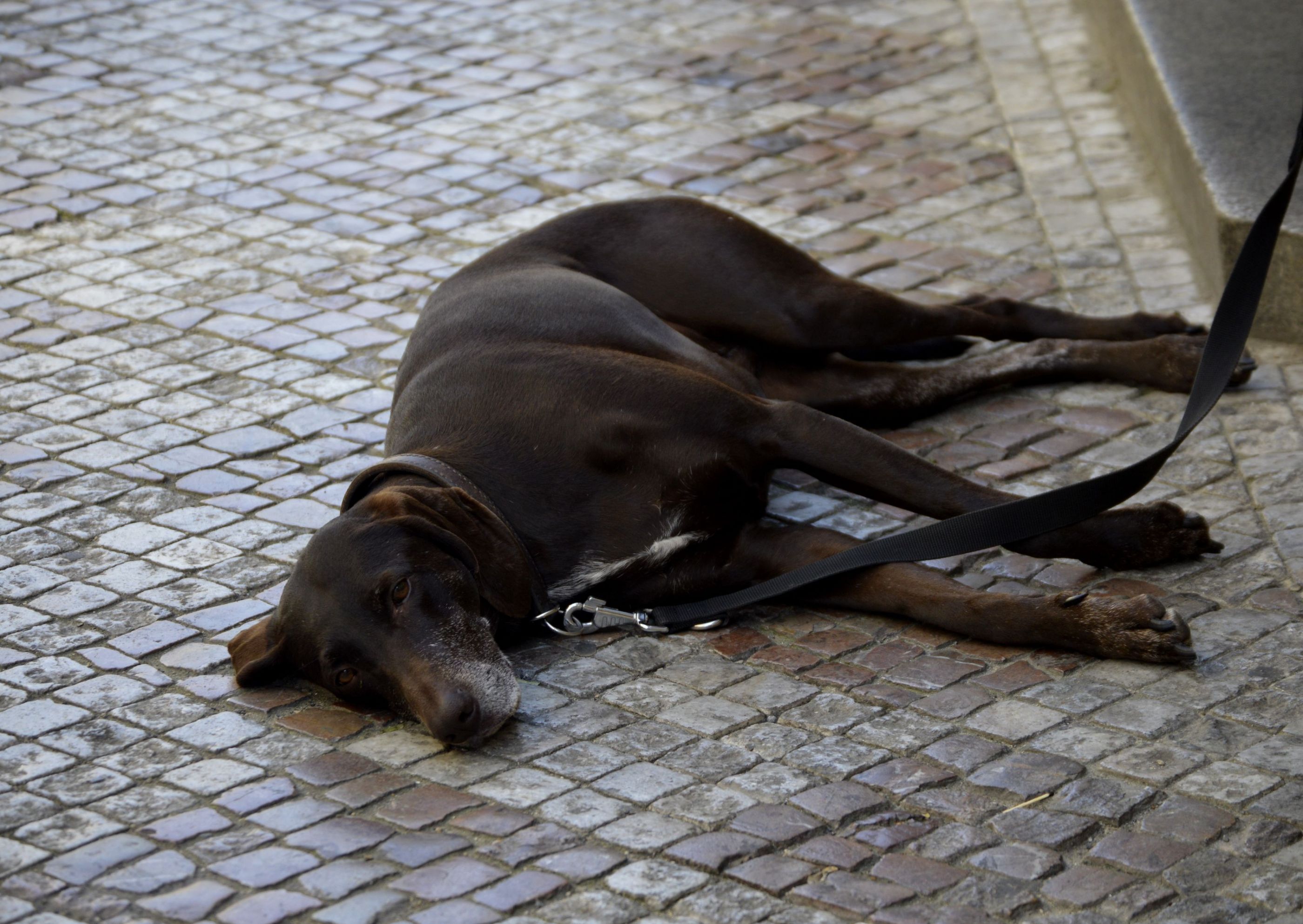 _DSC0068 (19)